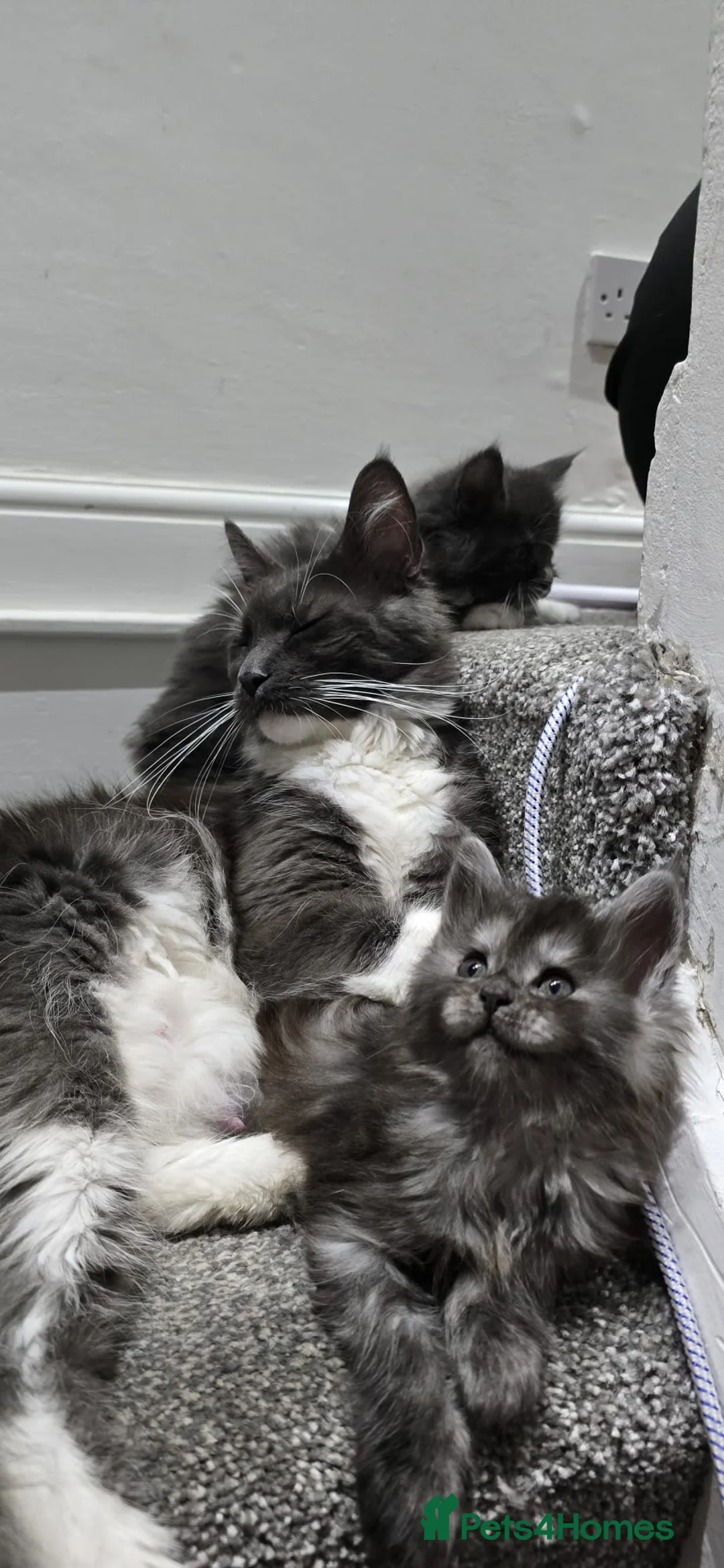 Maine Coon cats for sale: 2 beautiful Maine Coones left - Advert 1