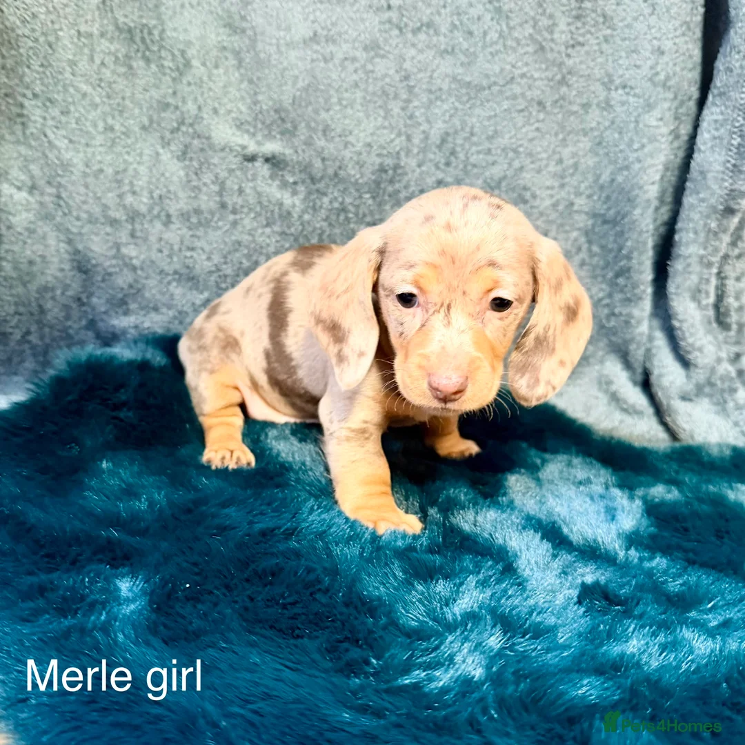 Miniature Dachshund dogs for sale: 6 miniature dashhound a puppies for sale in Doncaster - Advert 3