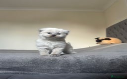 Scottish Fold cats for sale: Adorable playful scottish fold kittens  - Image 27