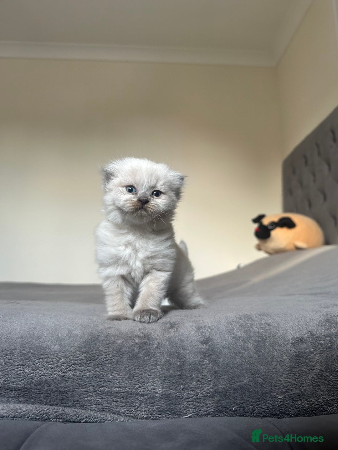 Scottish Fold cats for sale: Adorable playful scottish fold kittens  - Image 27