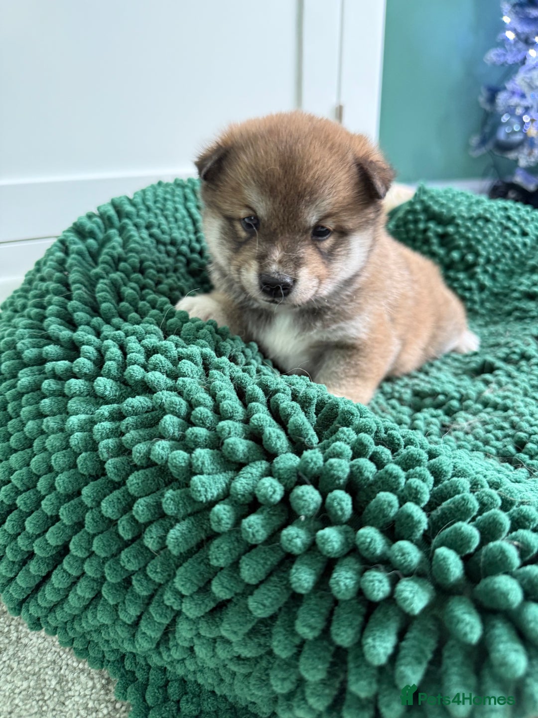 Japanese Shiba Inu dogs for sale: Bonny babies - Advert 3