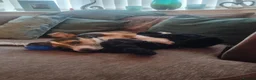Jack Chi dogs for sale: Jack chi in Paignton - Advert 3