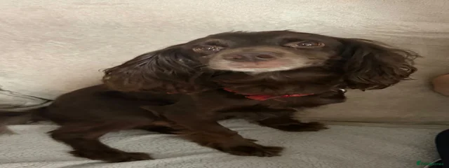 Tilly 