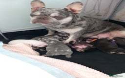 French Bulldog dogs for sale: French bulldogs  - Image 2