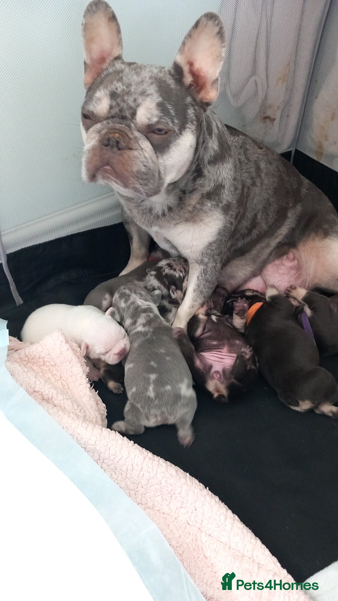 French Bulldog dogs for sale: French bulldogs  - Image 2