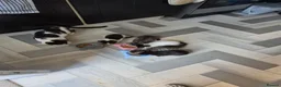Mixed Breed cats for sale: 3 female kittens for sale  - Advert 13
