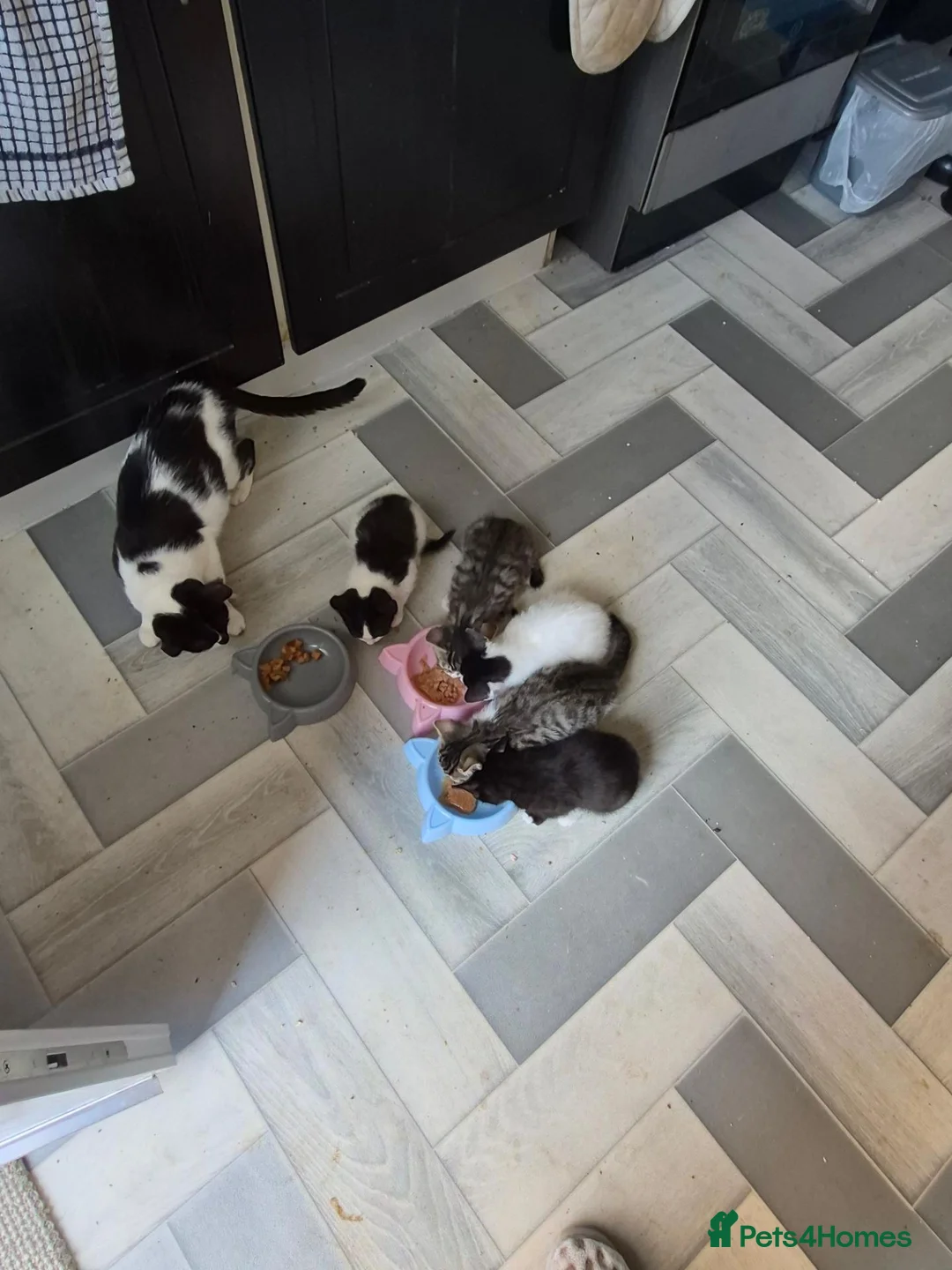 Mixed Breed cats for sale: 3 female kittens for sale  - Advert 13