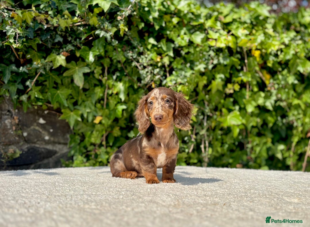 Miniature Dachshund dogs for sale: Long Haired Miniature Dachshunds - READY NOW! - Image 7