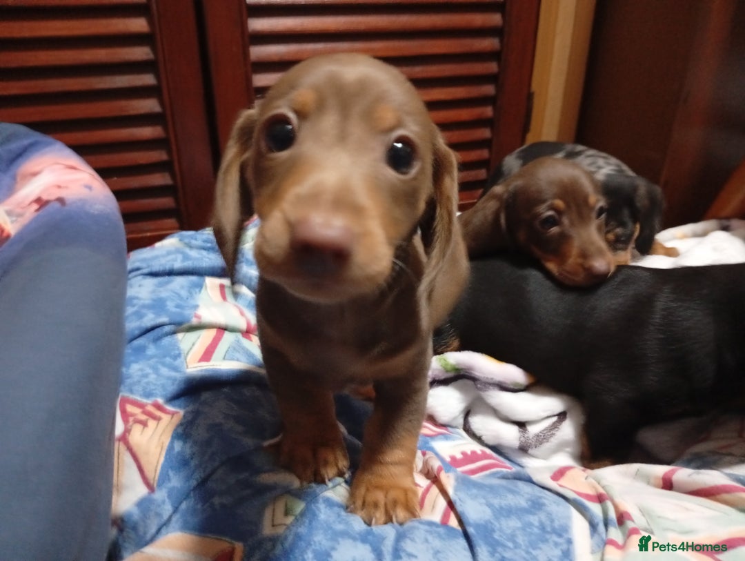 Dachshund dogs for sale: Stunning litter of 4 - Image 5