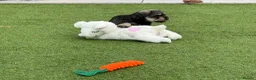 Miniature Schnauzer dogs for sale: 🐾 KC Registered Miniature Schnauzer Puppies 🐾 - Advert 2