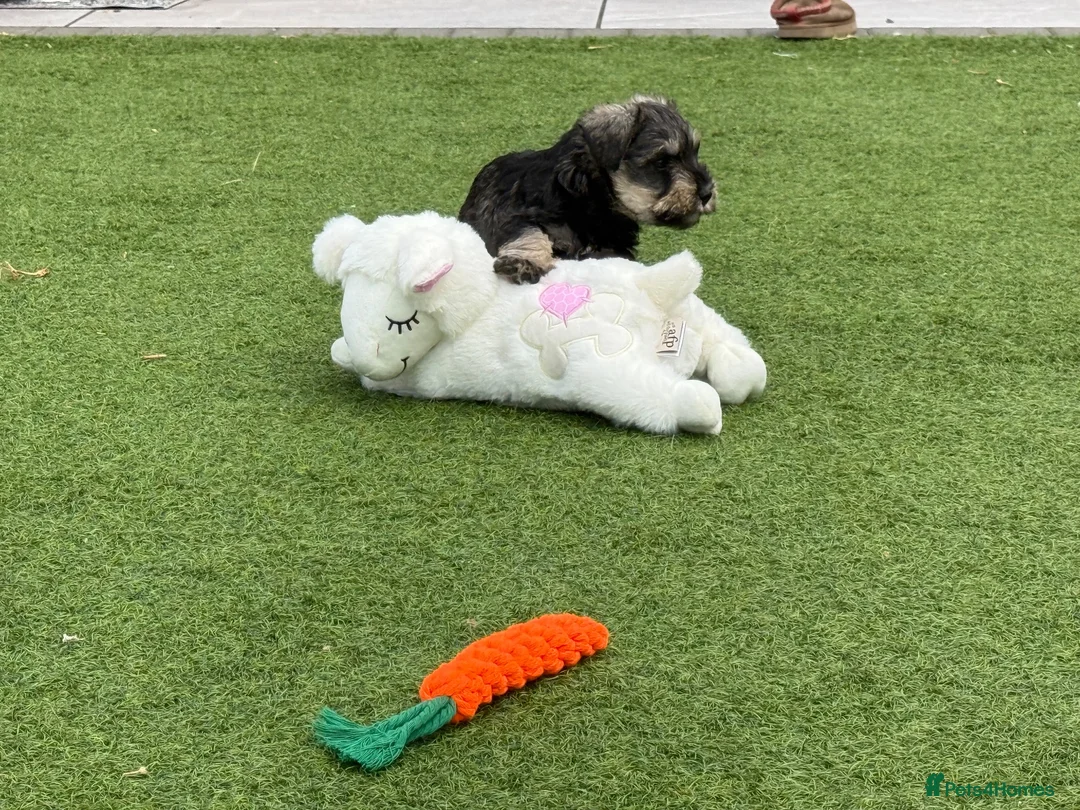 Miniature Schnauzer dogs for sale: 🐾 KC Registered Miniature Schnauzer Puppies 🐾 - Advert 2