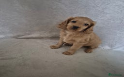 Cockapoo dogs for sale: Cockapoo puppies - Image 14