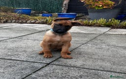 Belgian Shepherd Dog dogs for sale: belgian malinois Pup ready to go - Image 6