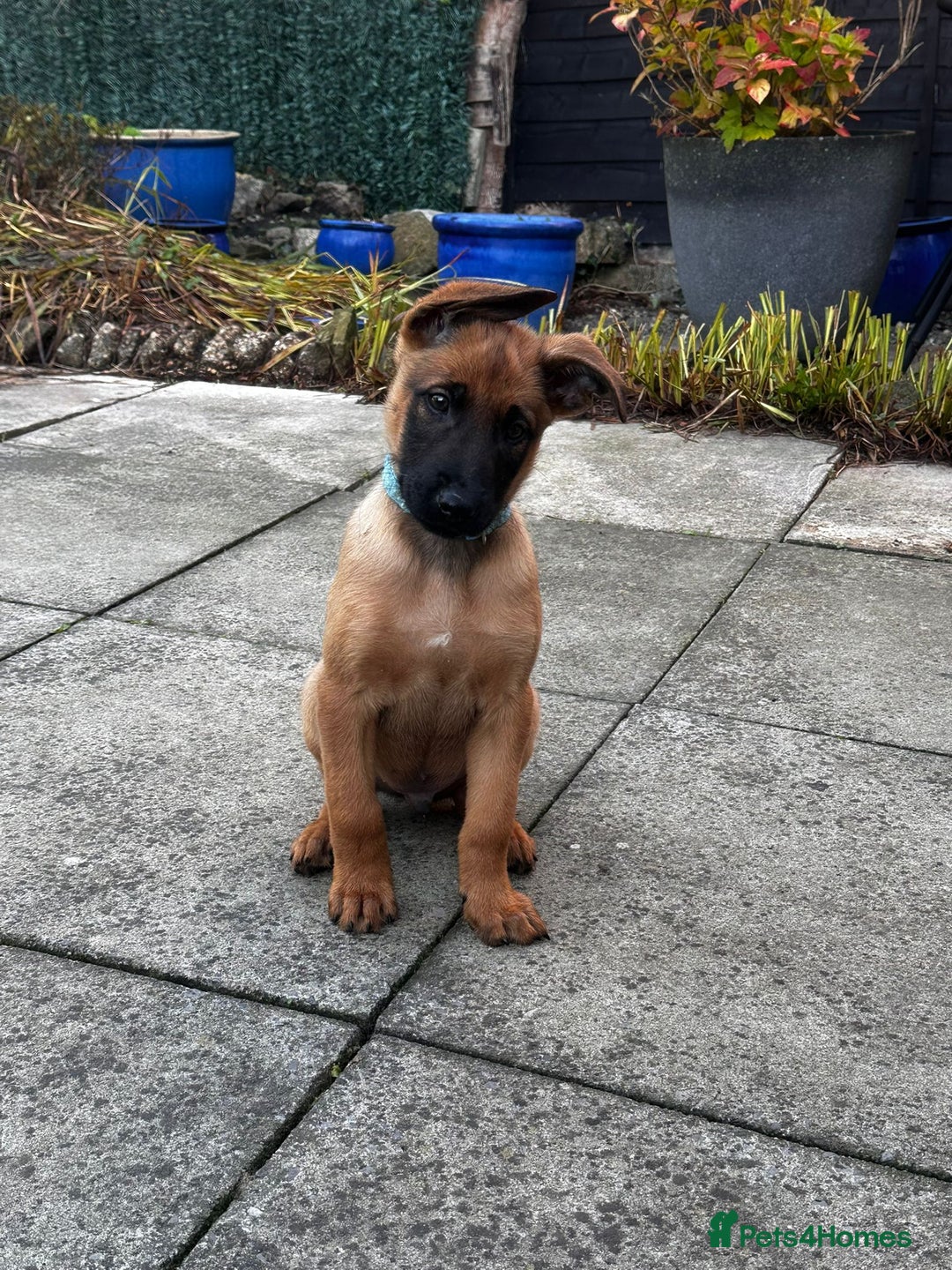 Belgian Shepherd Dog dogs for sale: belgian malinois Pup ready to go - Image 6