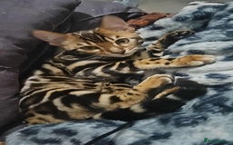 Bengal cats for sale: Brown Rosetted TICA Bengals Ready Now - Advert 6