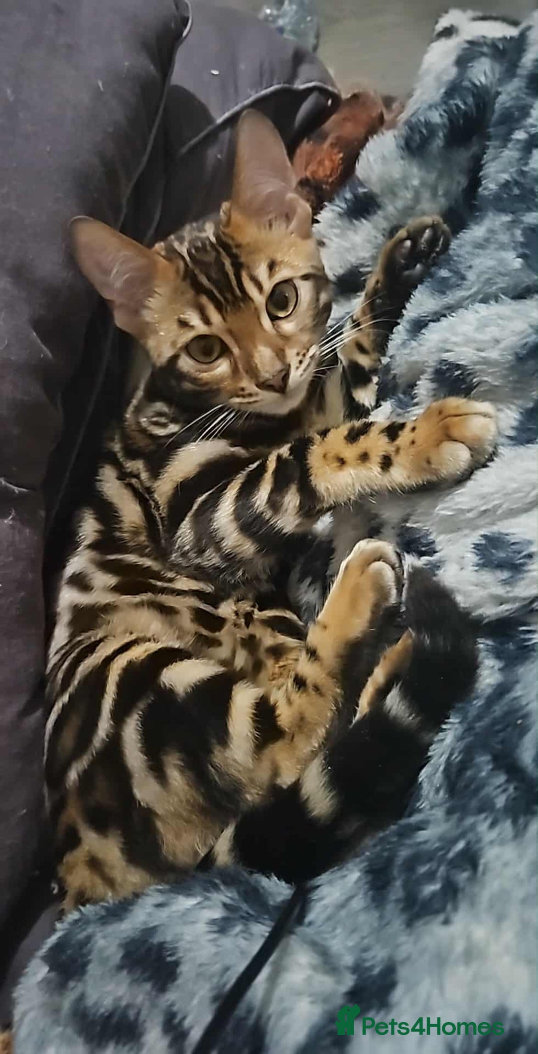 Bengal cats for sale: Brown Rosetted TICA Bengals Ready Now - Advert 6
