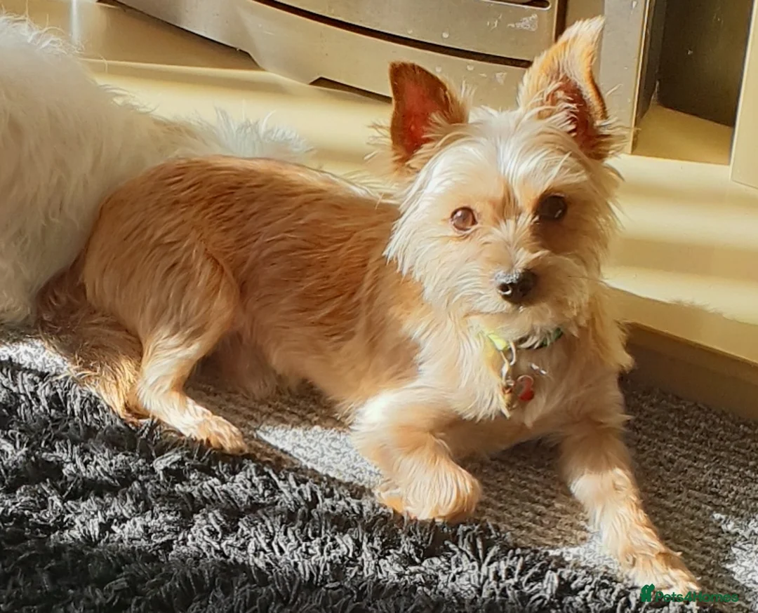 Yorkshire Terrier dogs for stud: Yorkshire terrier for stud - Advert 5