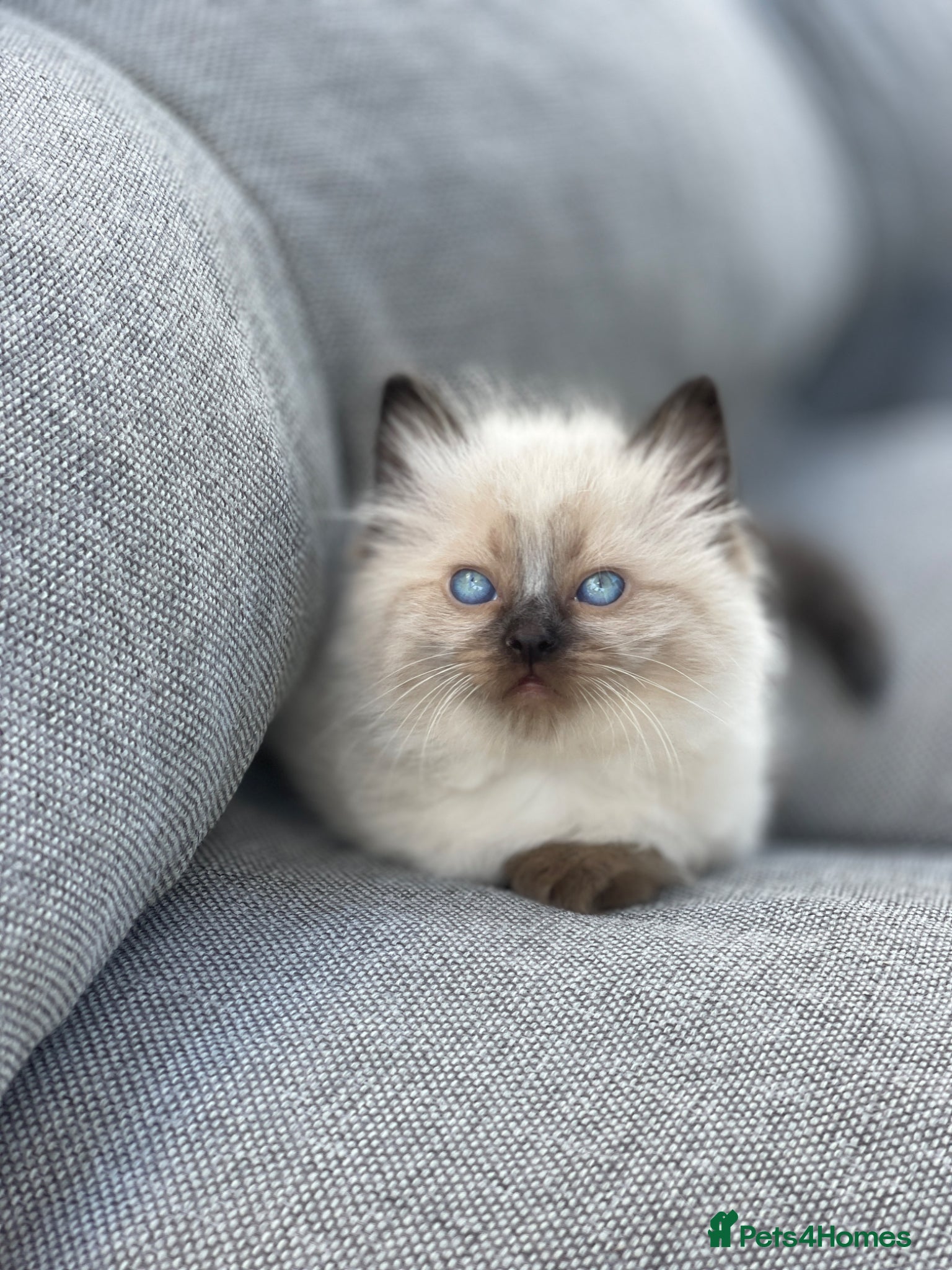 Ragdoll cats for sale: Beautiful Blue-Eyed Ragdoll-Type - Advert 1
