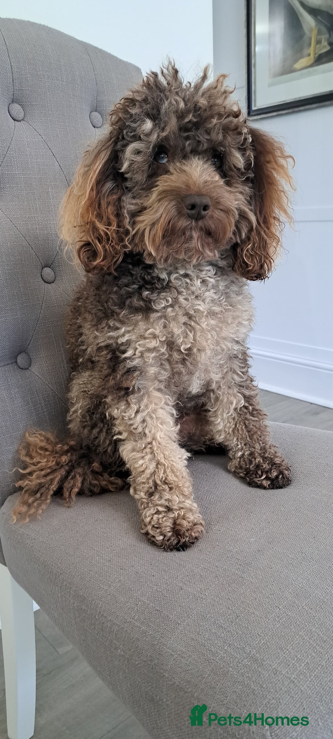 Cockapoo dogs for stud: Cockapoo for stud merle DNA health tested, proven  in Bristol - Advert 13