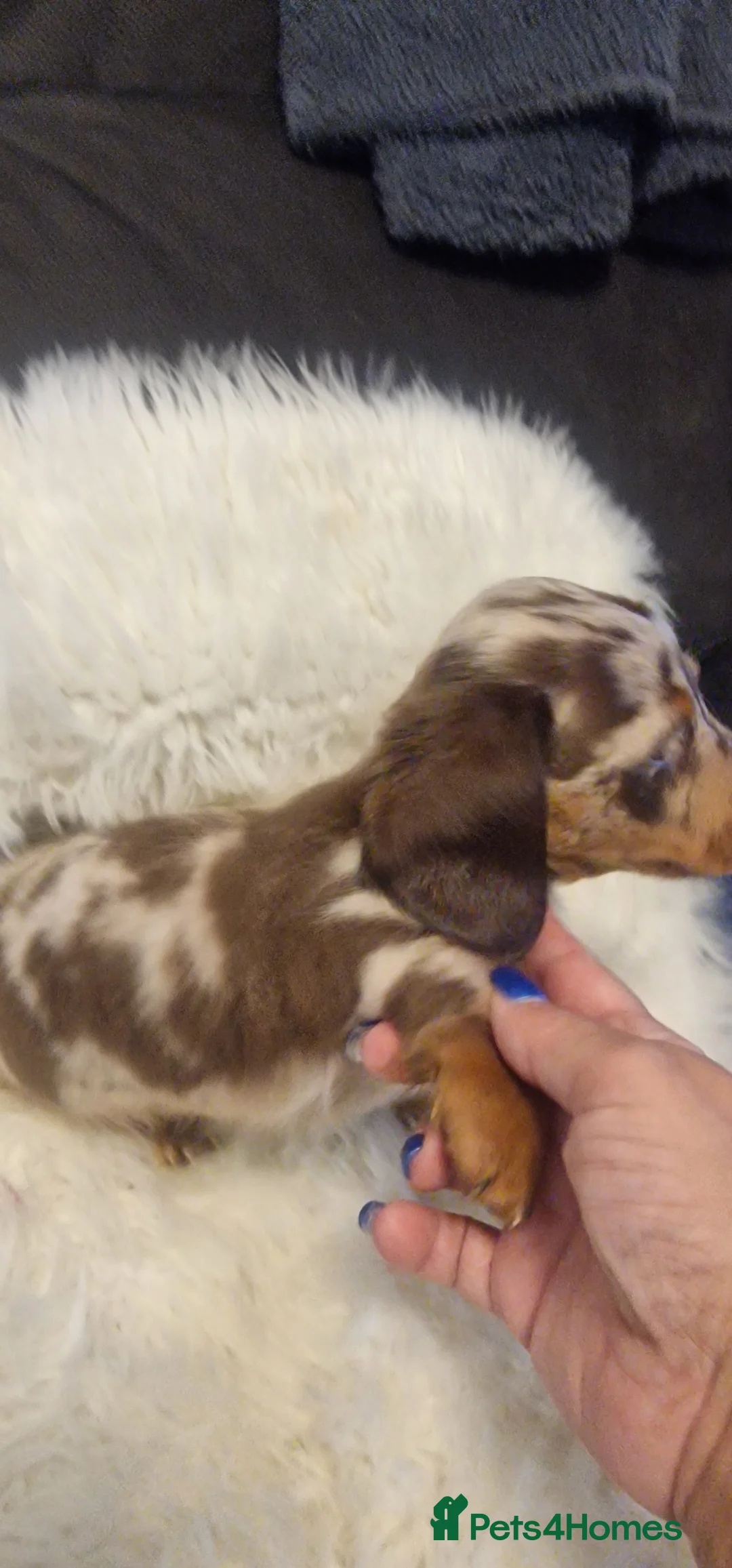 Miniature Dachshund dogs for sale: READY to GO FULL Vac Mini Dachshund smooth  - Advert 30