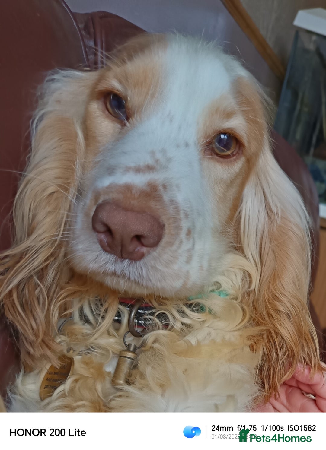 Cocker Spaniel dogs for sale: Show type Cocker Spaniel puppies - Advert 10