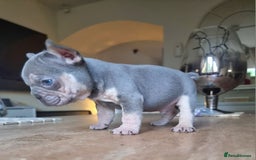 French Bulldog dogs for sale: Beautiful French bulldogs - Image 8