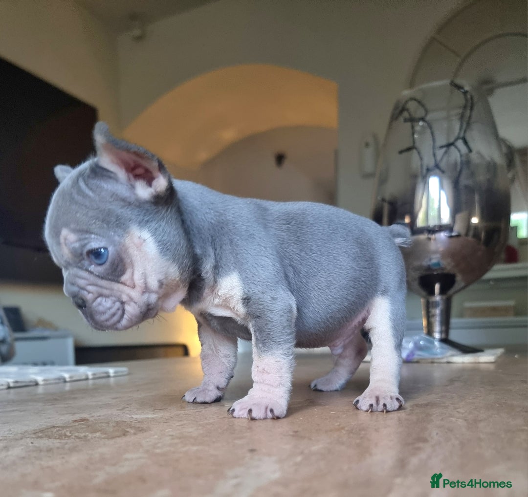 French Bulldog dogs for sale: Beautiful French bulldogs - Image 8