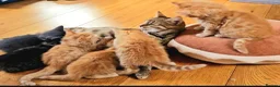 Mixed Breed cats for sale: Elven Bengal Kittens  - Advert 29