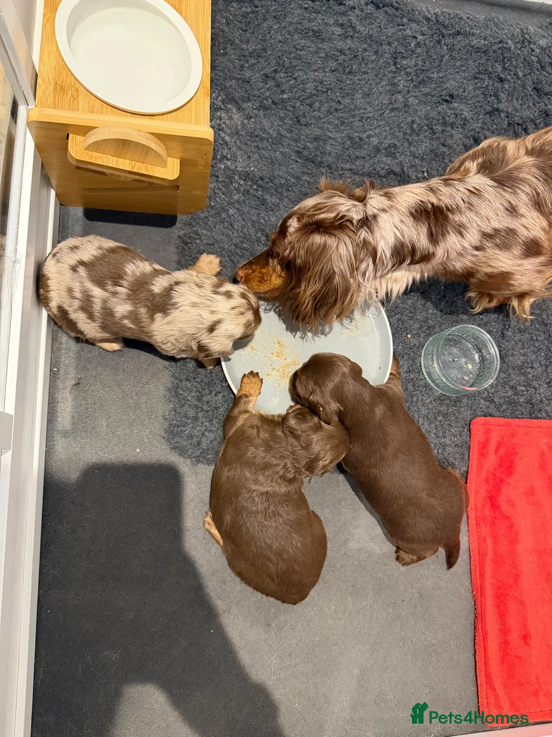 Miniature Dachshund dogs for sale: KC Registered Miniature Long-Haired Dachshunds in Colchester - Advert 1