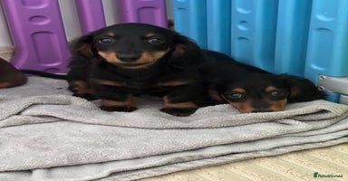 Dachshund dogs - Advert 5
