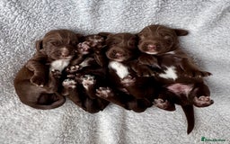 Sprocker dogs for sale: Chocolate Spaniels  - Image 2