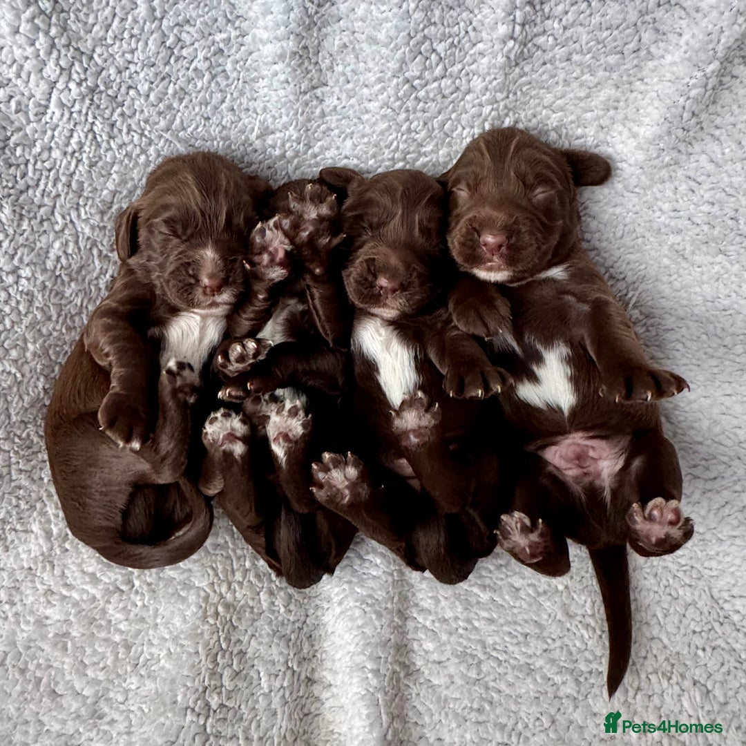 Sprocker dogs for sale: Chocolate Spaniels  - Image 2