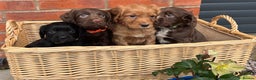 Cocker Spaniel dogs for sale: Quality Cocker Spaniel Puppies - Advert 3
