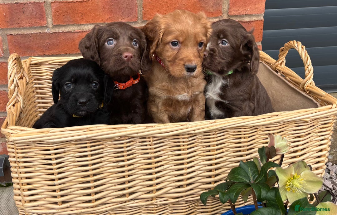 Cocker Spaniel dogs for sale: Quality Cocker Spaniel Puppies - Advert 3