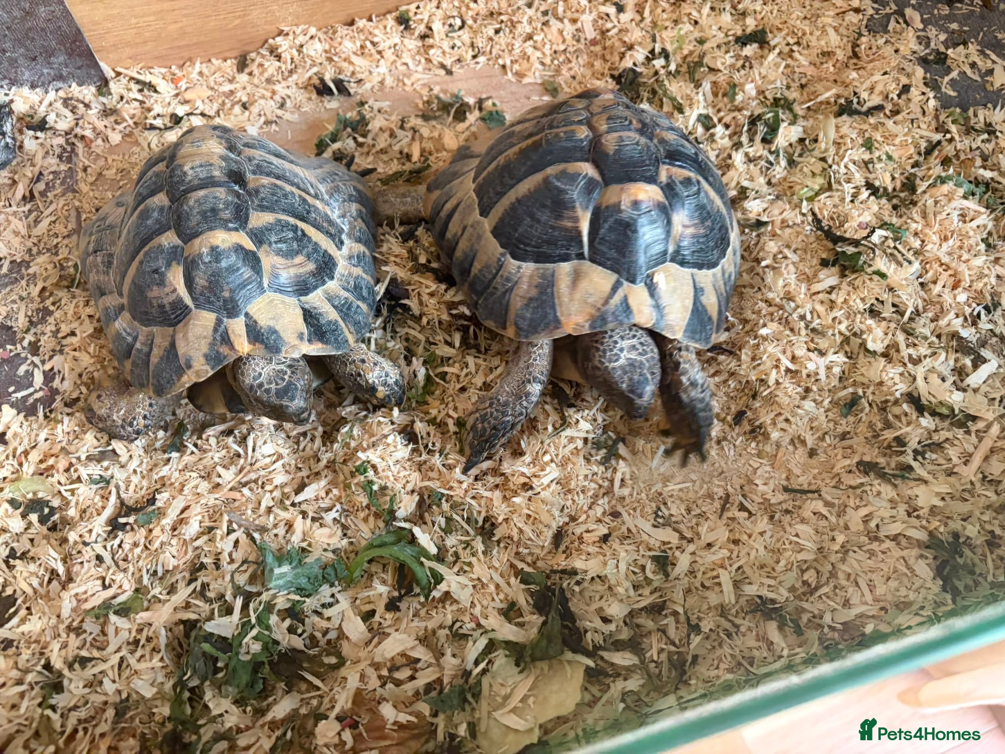 Hermann Tortoise reptiles Two hermanns tortoise with home - Advert 2