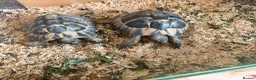 Hermann Tortoise reptiles for sale: Two hermanns tortoise with home - Advert 1