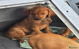Labrador Retriever dogs for sale: Last Beautiful Fox Red KC Reg Lab Pups READY NOW - Image 6