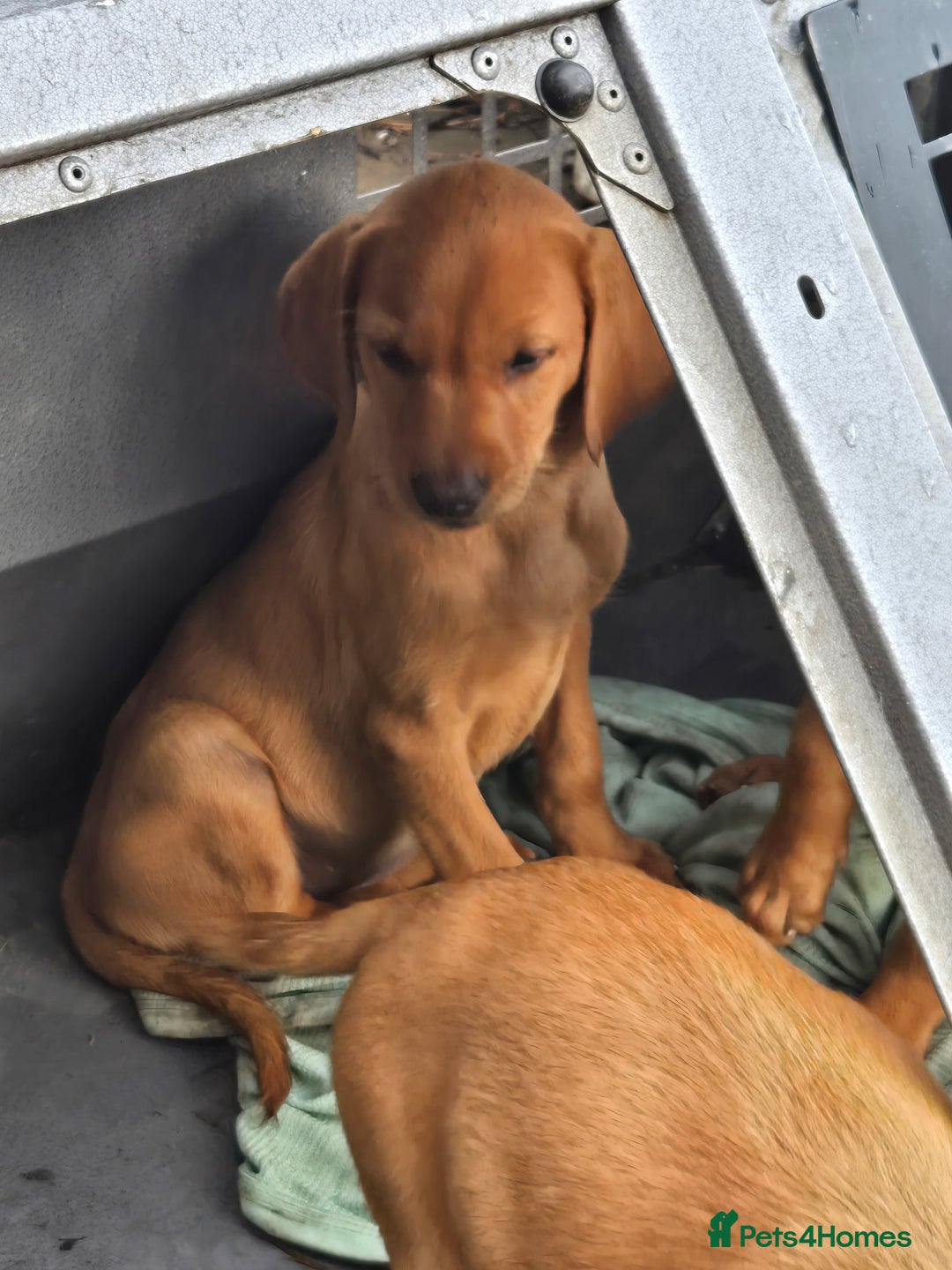 Labrador Retriever dogs for sale: Last Beautiful Fox Red KC Reg Lab Pups READY NOW - Image 6