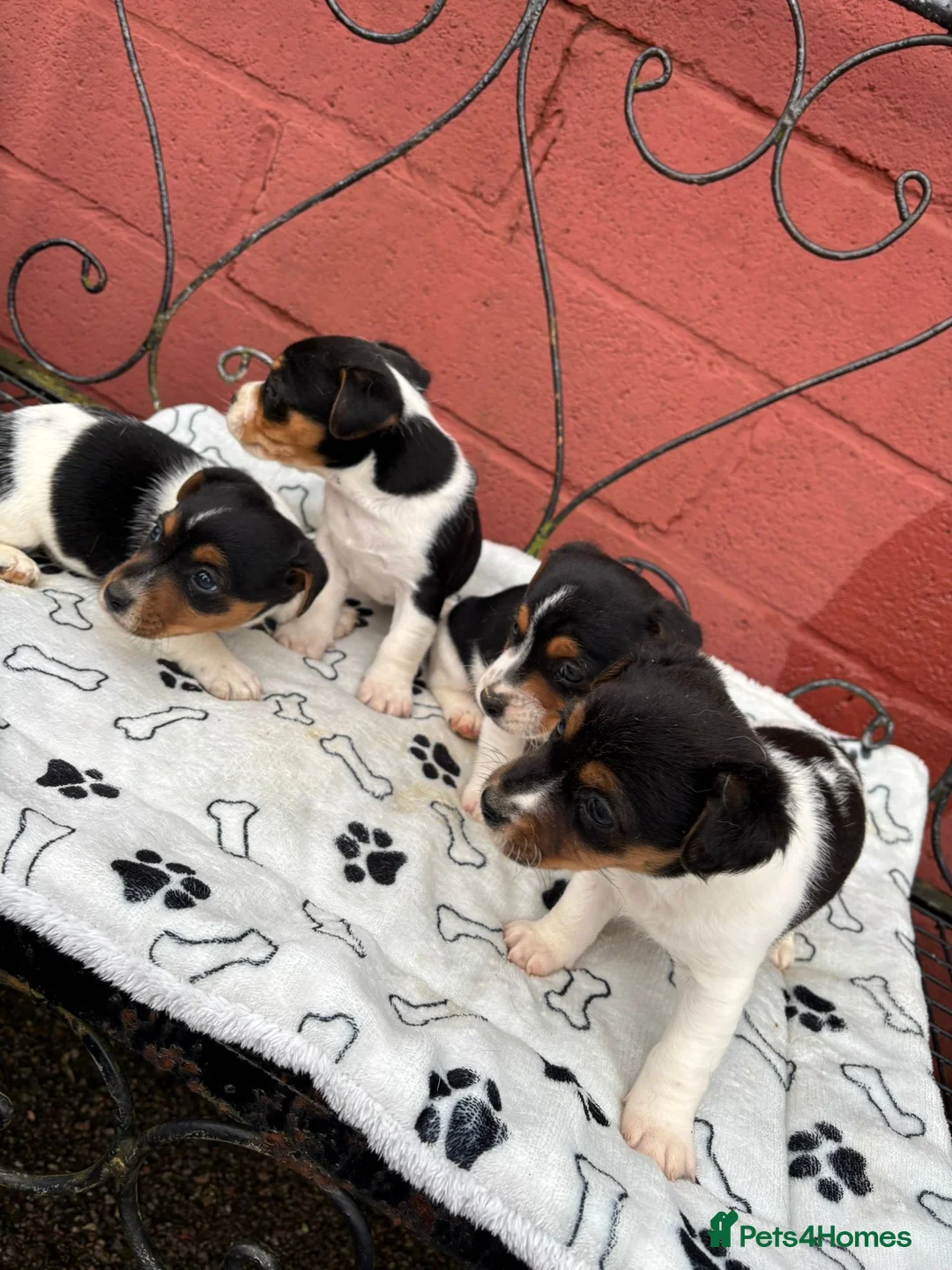 Jack Russell dogs for sale: Jack Russel puppies - Advert 1