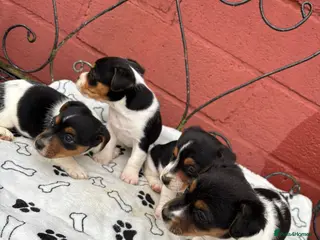 Jack Russell dogs Jack Russel puppies - Advert 1