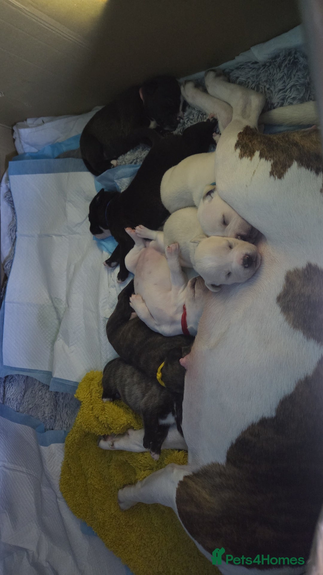 Mixed Breed dogs for sale: Staffy + cane course - Advert 11