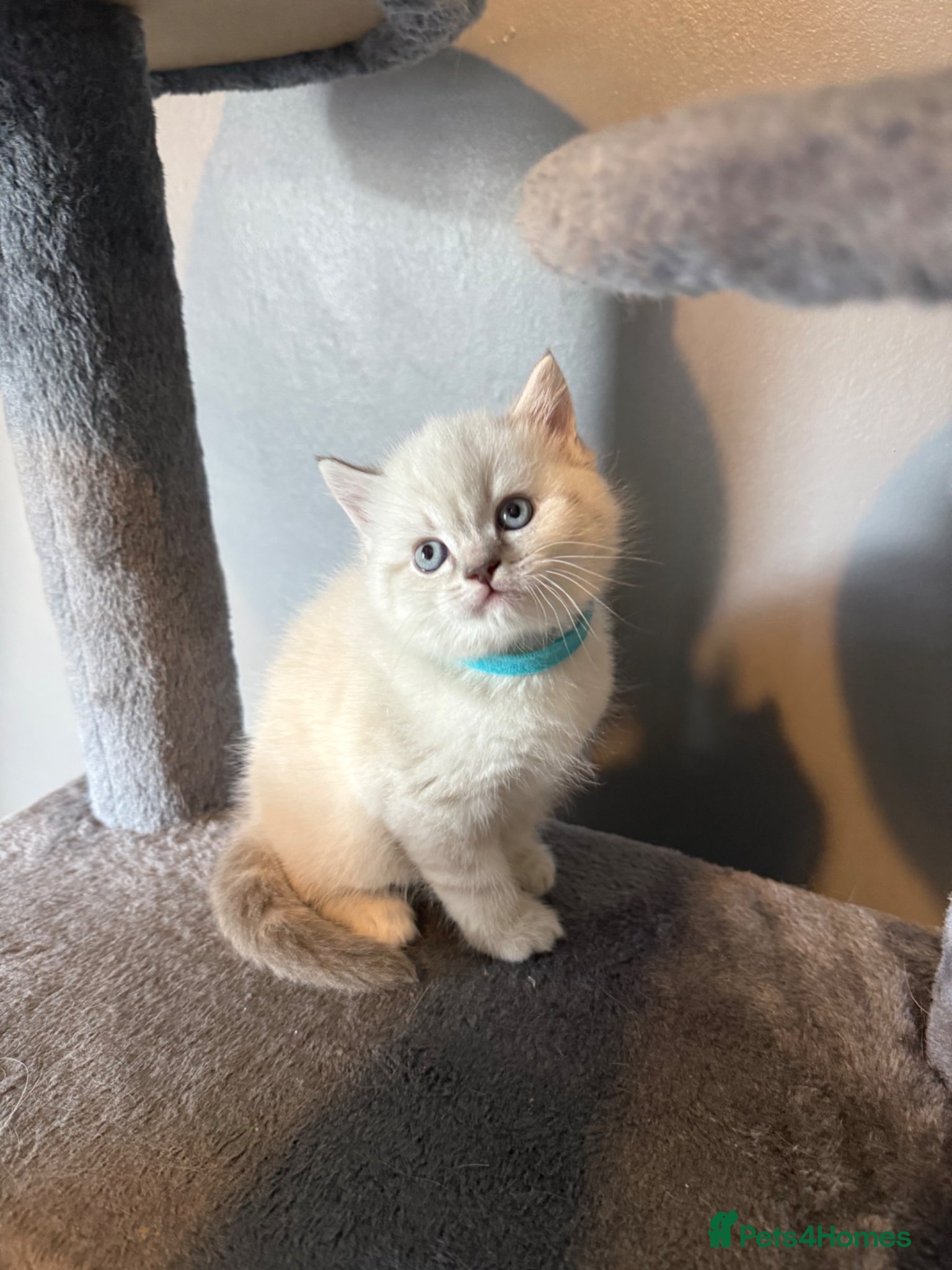 British Shorthair cats *1 LEFT* Stunning lynx point bsh male - Advert 4