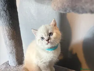 British Shorthair cats *1 LEFT* Stunning lynx point bsh male - Advert 4