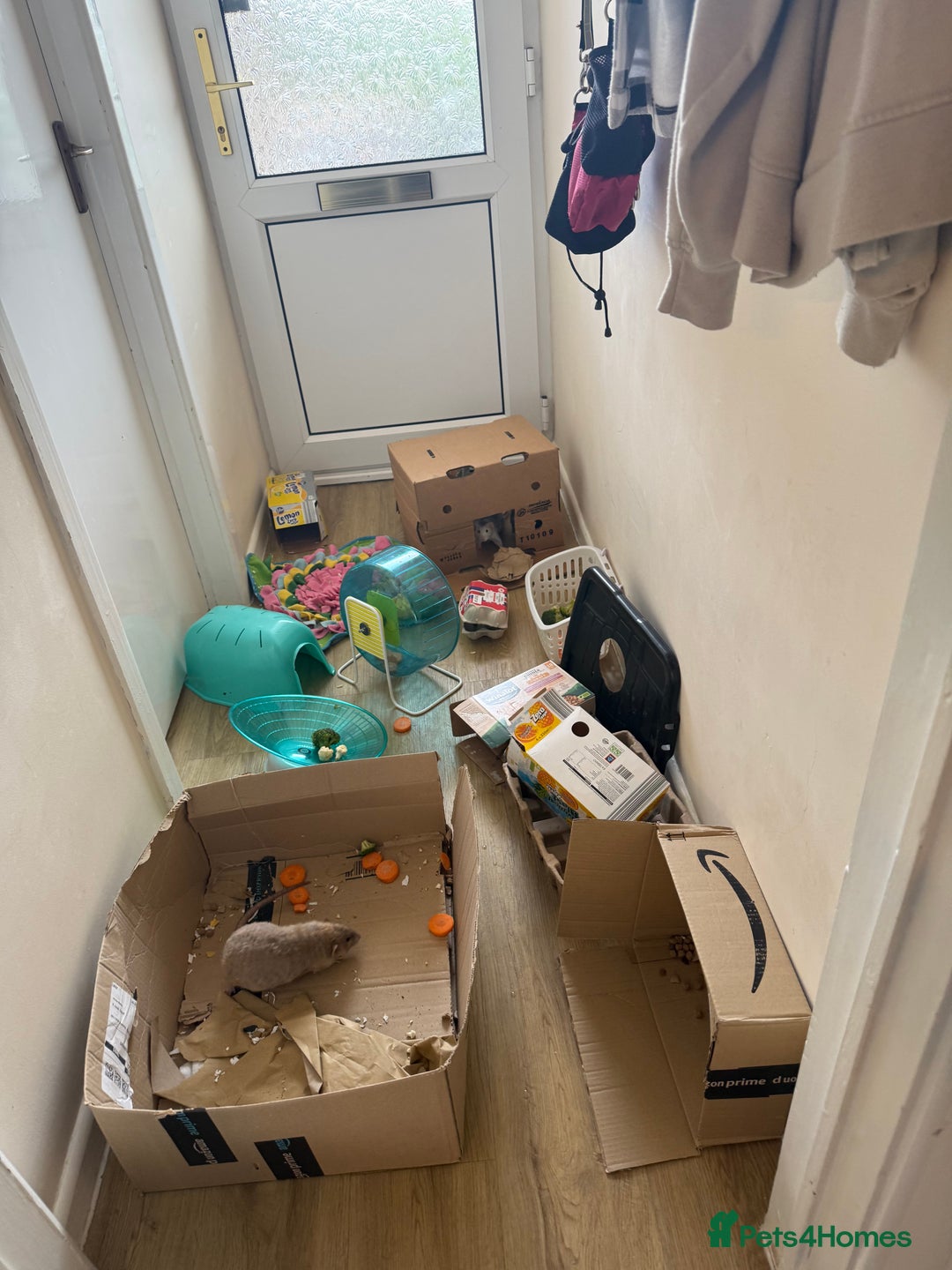 Rat rodents for sale: 3 male rats and massive amount of accessories  - Image 20