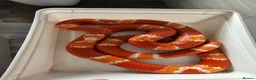 Milk Snake reptiles for sale: Honduran milk snake in Nottingham - Advert 3