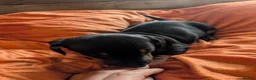 Dachshund dogs for sale: Dappled/Merl Dachshund puppies  - Advert 34