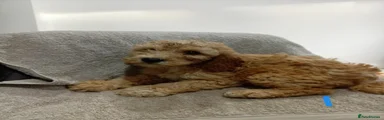 Cockapoo 2