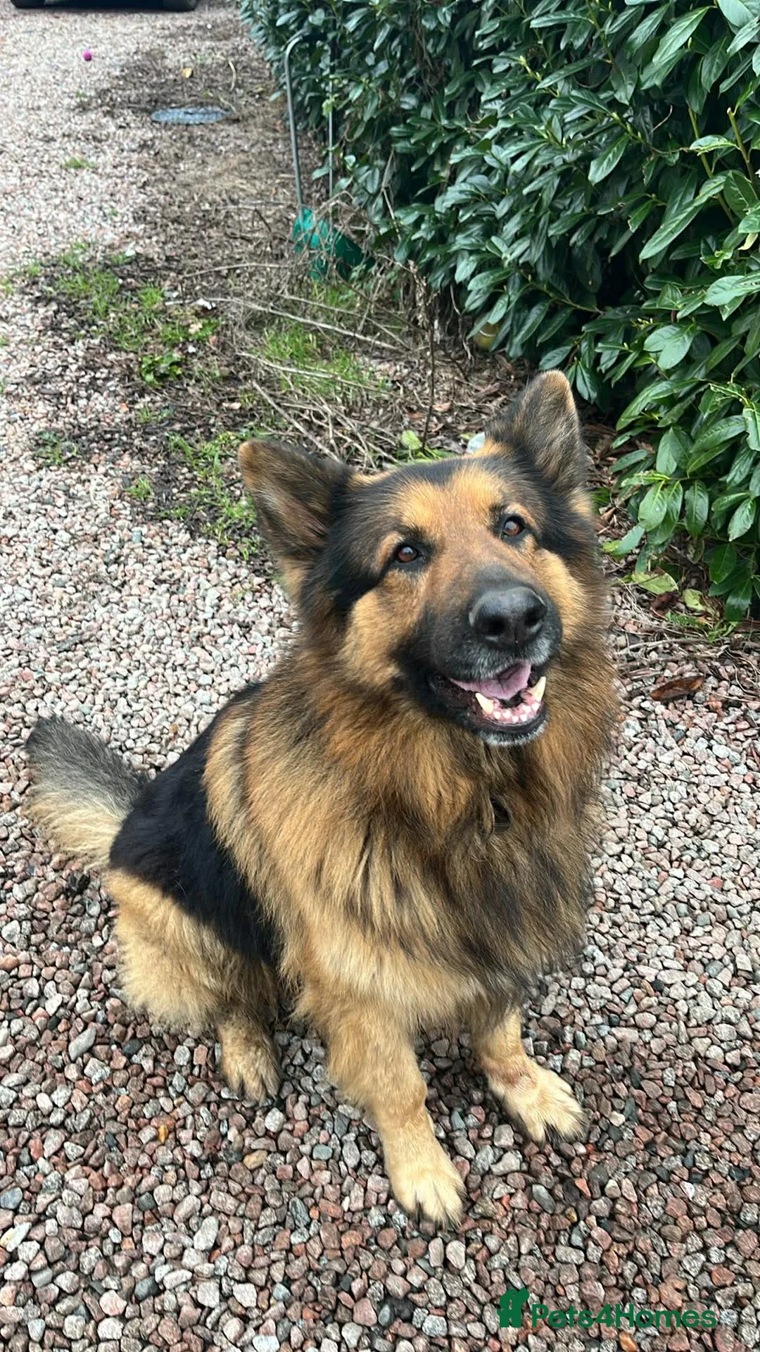 German Shepherd dogs for sale: German shepherd boy puppy for sale - Advert 4