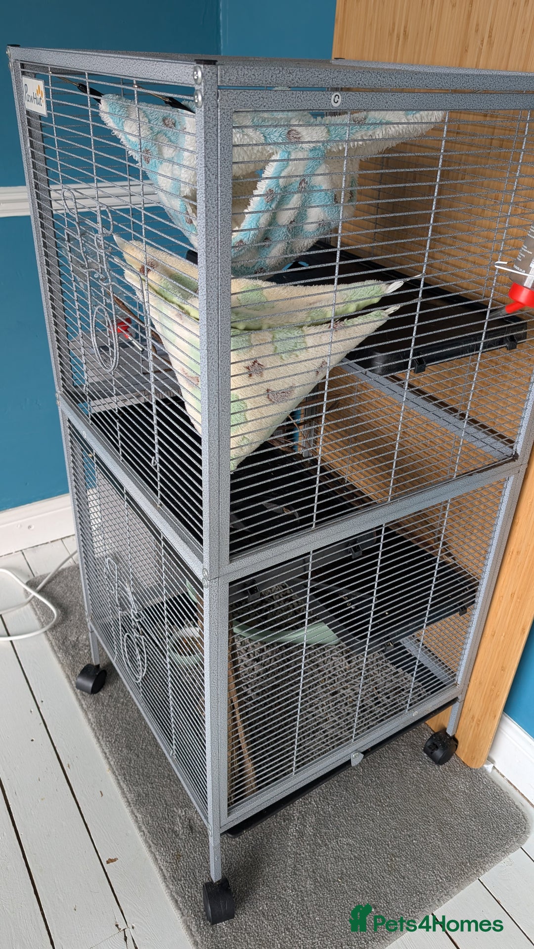 Rat rodents for sale: 3 female rats - Image 5