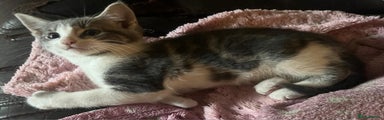 Mixed Breed Kitten 4
